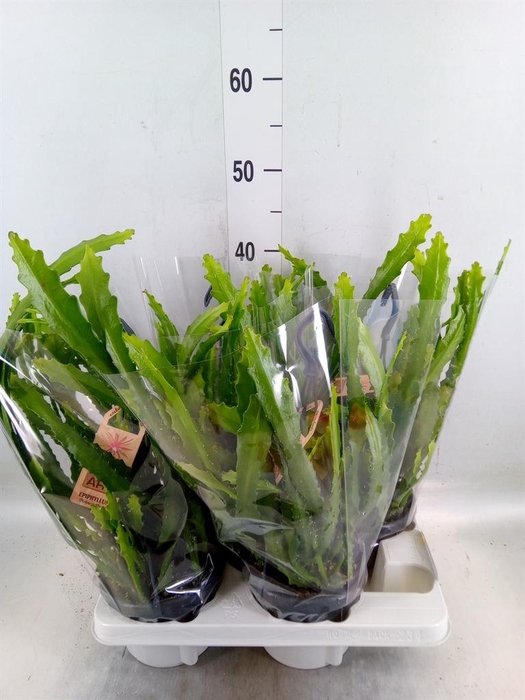 <h4>Epiphyllum   ...</h4>