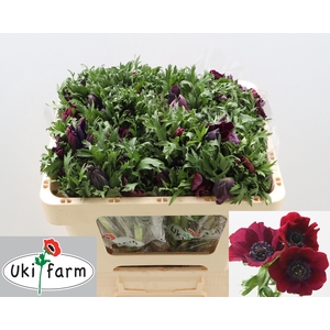 ANEM CO GALIL BORDEAUX