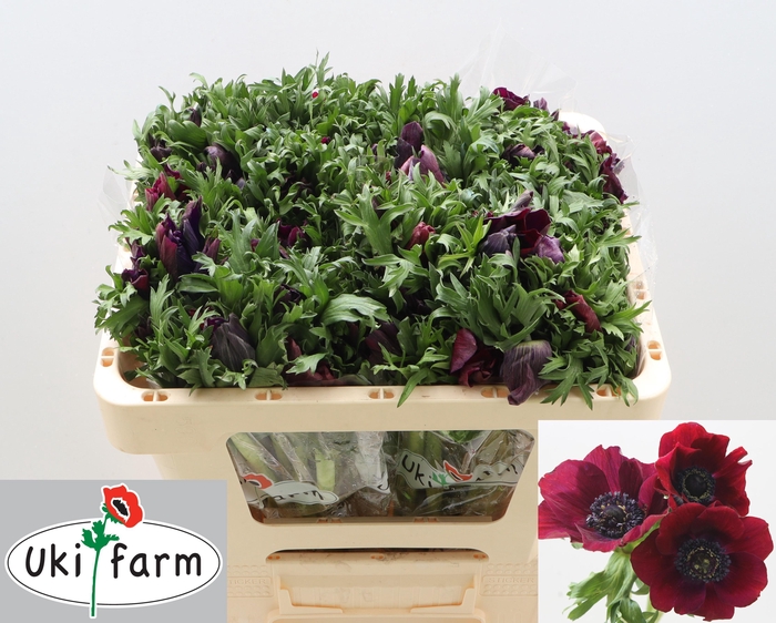 <h4>ANEM CO GALIL BORDEAUX</h4>