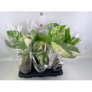 Monstera delic. 'Variegata'