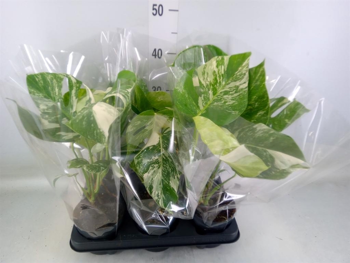 <h4>Monstera delic. 'Variegata'</h4>