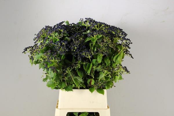 <h4>Viburnum Dark Bl Herman</h4>