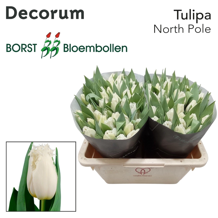 <h4>TU FR NORTHPOLE</h4>