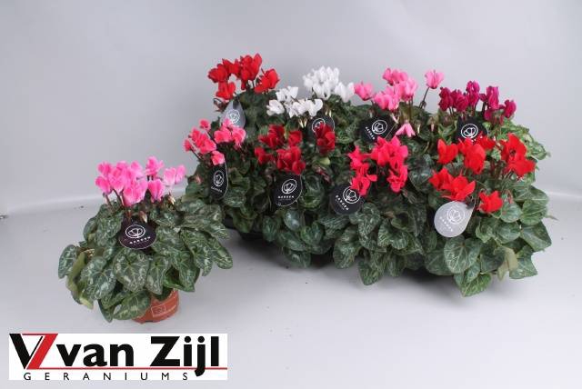 <h4>CYCL KL GARDEN</h4>