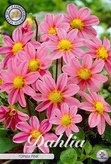 <h4>Dahlia Top mix Roze</h4>