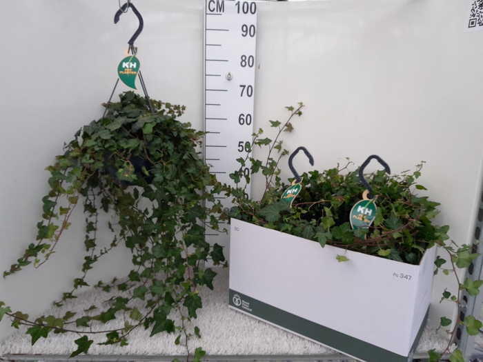 <h4>HED HE WONDER</h4>