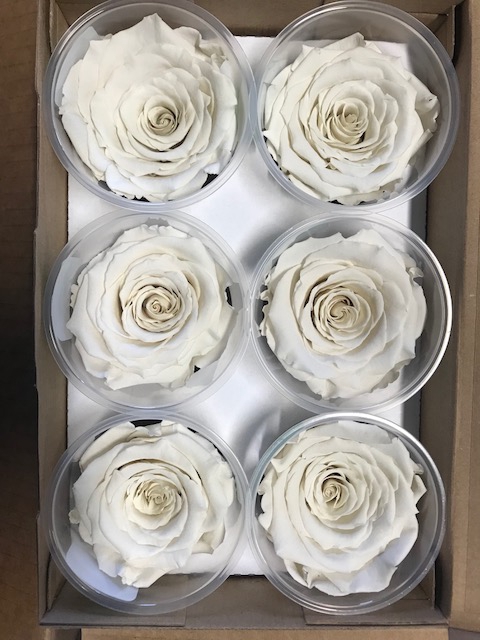 Rose stab. LL whi-04