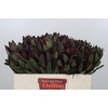 Leucadendron Saf Sunset Dark Red