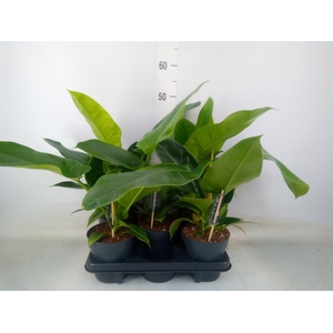 Philodendron  'Imperial Green'