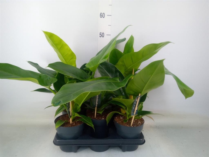 <h4>Philodendron  'Imperial Green'</h4>