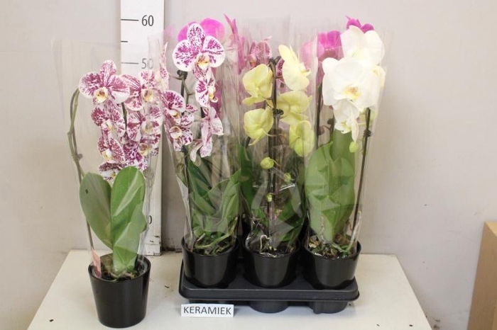 <h4>ARR PHAL 1 TAK</h4>