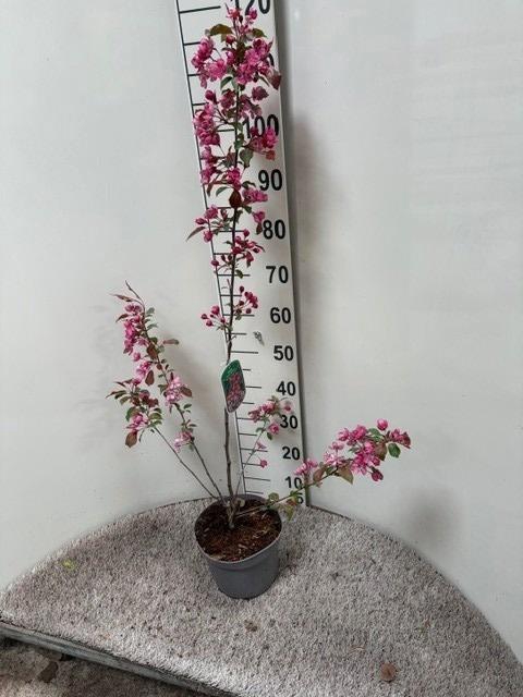 <h4>MALUS DOMESTICA OV</h4>