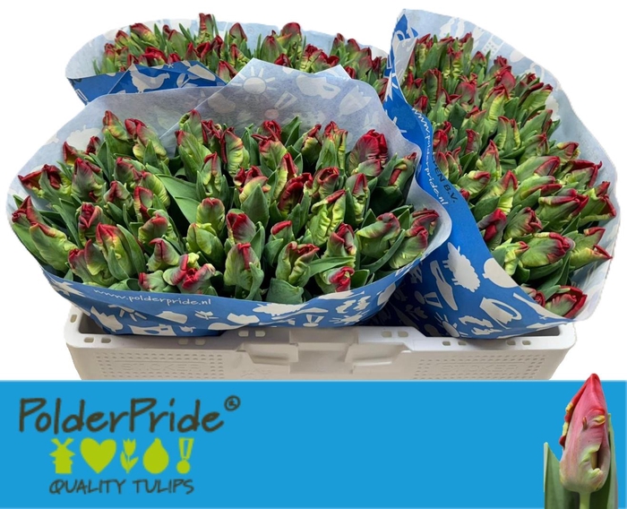 <h4>TU PA SEADOV PARROT</h4>