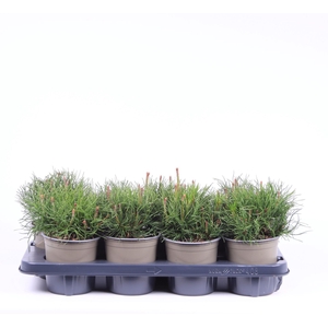 Pinus mugo subsp. mugo