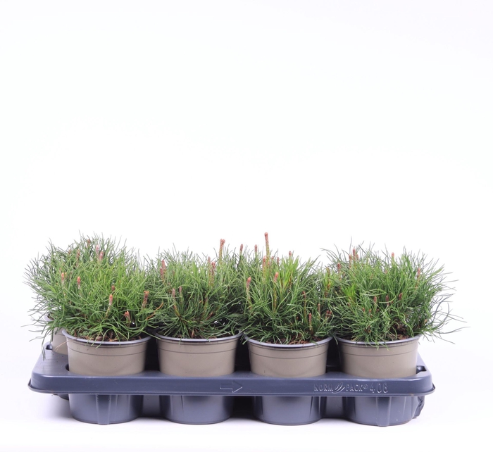 <h4>Pinus mugo subsp. mugo</h4>