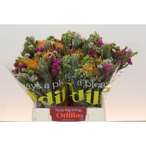 BQ Cape Green Rivermix