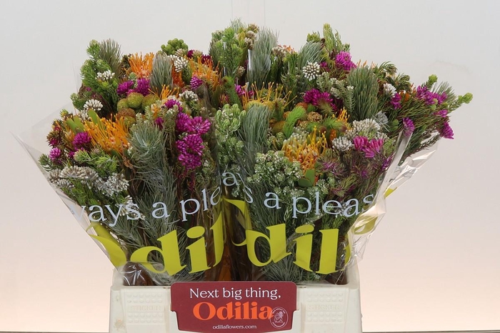 <h4>BQ Kaaps Groen Rivermix</h4>