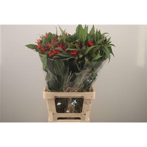 Monarda Red Fountain