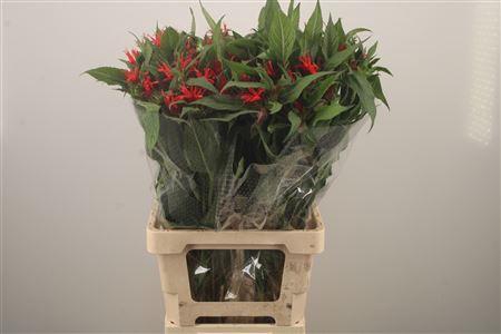 <h4>Monarda Red Fountain</h4>