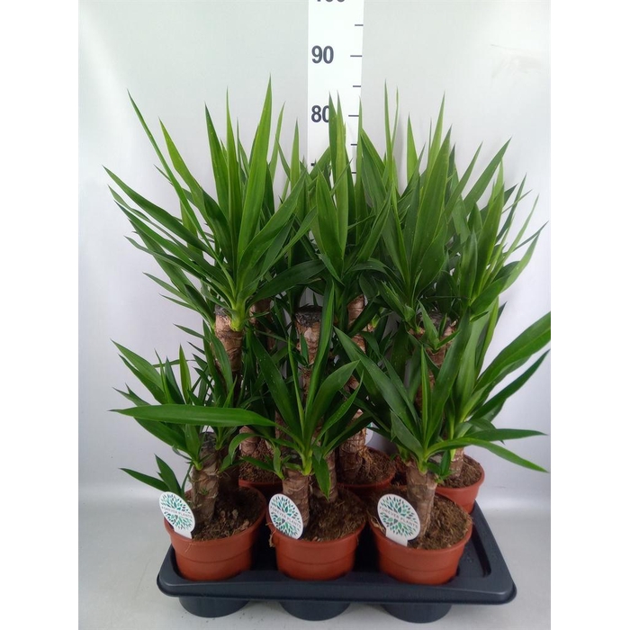 <h4>Yucca   ...</h4>