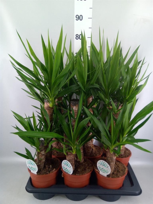 Yucca   ...