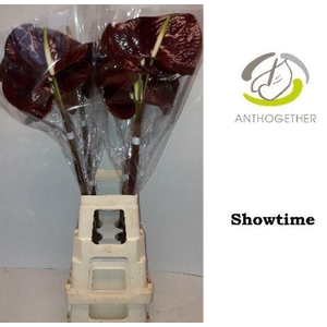Anthurium Showtime