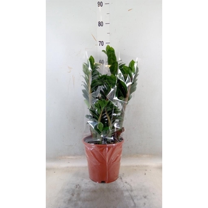 Zamioculcas zamiifolia 'Zenzi'