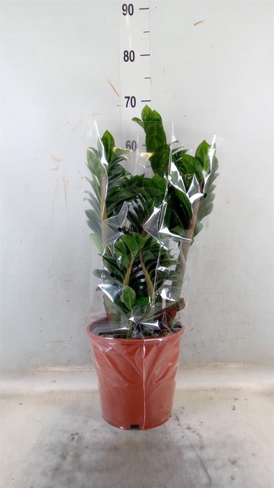 <h4>Zamioculcas zamiifolia 'Zenzi'</h4>
