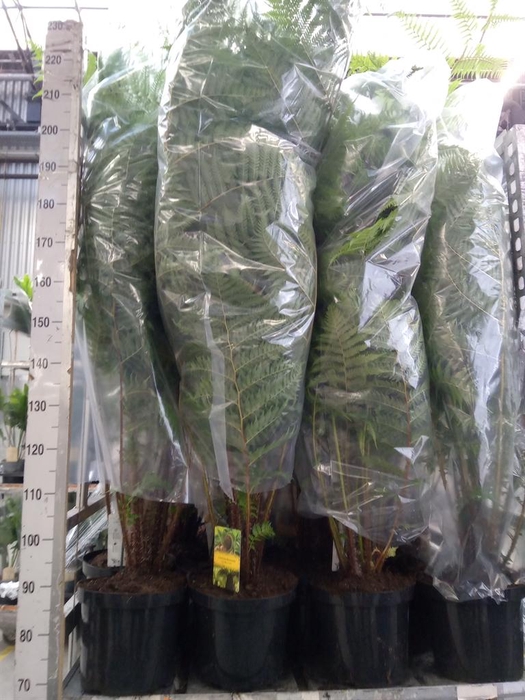 <h4>Cyathea cooperi</h4>