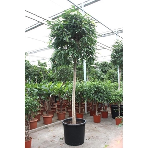 Ficus Amstel King
