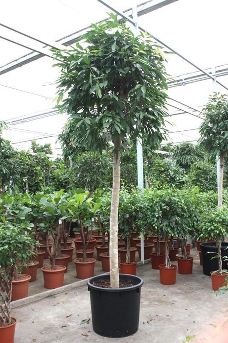 <h4>Ficus Amstel King</h4>