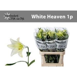LI LF WHITE HEAVEN 1BL