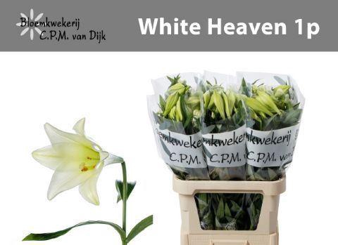<h4>LI LF WHITE HEAVEN 1BL</h4>