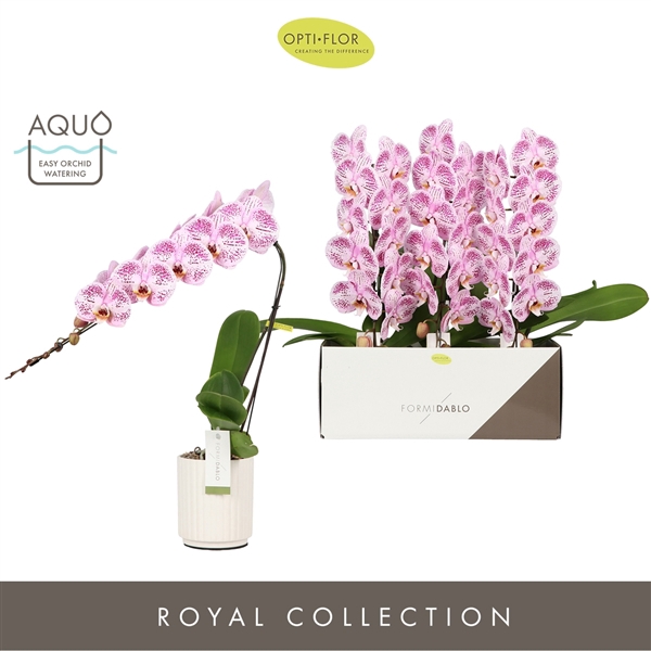 <h4>Formidablo 12cm Iguazu Falls in Molise White Aquo</h4>
