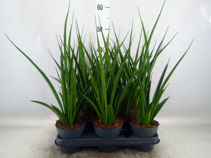 <h4>Sansevieria kirkii 'Friends'</h4>