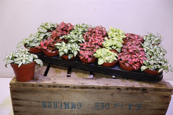 <h4>arr8 Fitt Gem 7 Kl</h4>