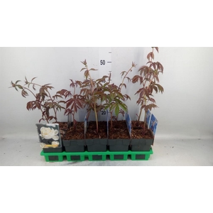 Paeonia lact. 'Shirley Temple'