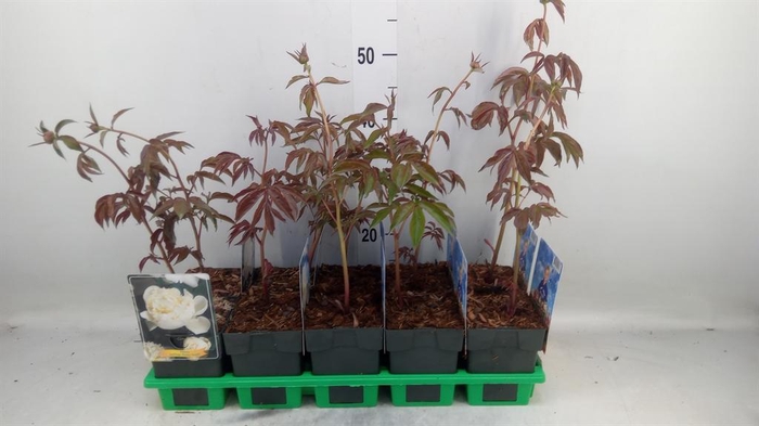 <h4>Paeonia lact. 'Shirley Temple'</h4>