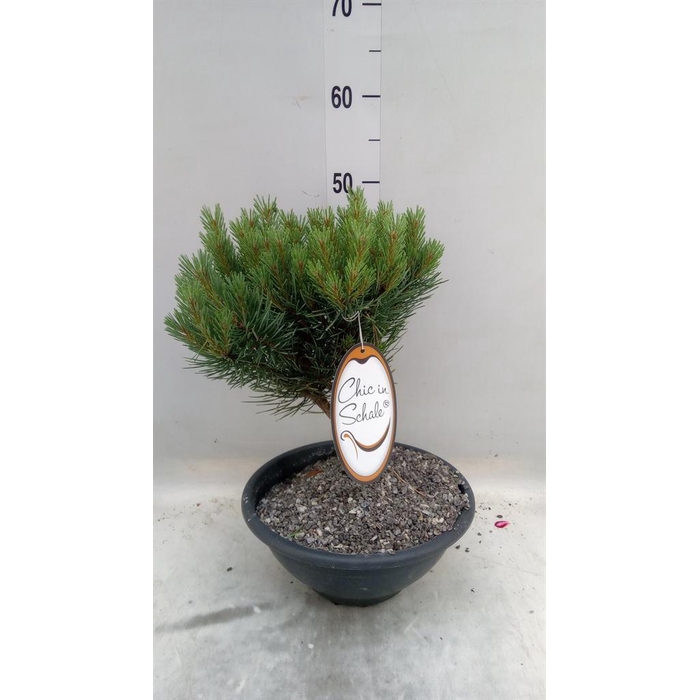 <h4>Pinus   ...</h4>