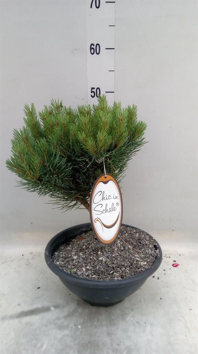 Pinus   ...