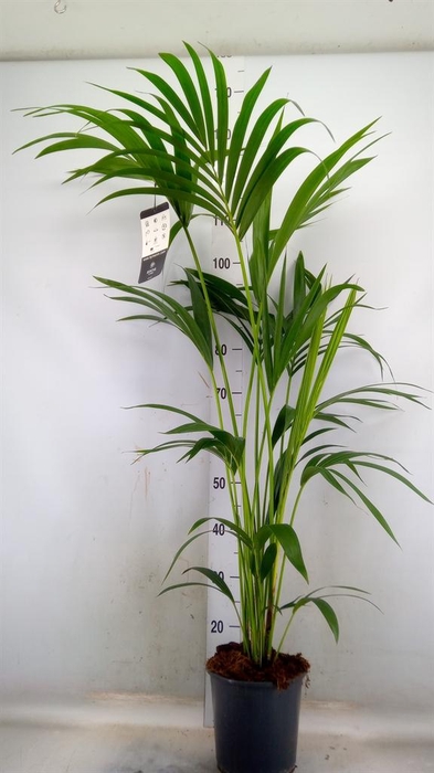 <h4>Howea forsteriana</h4>