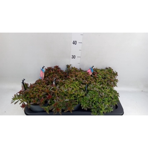 Sedum spurium