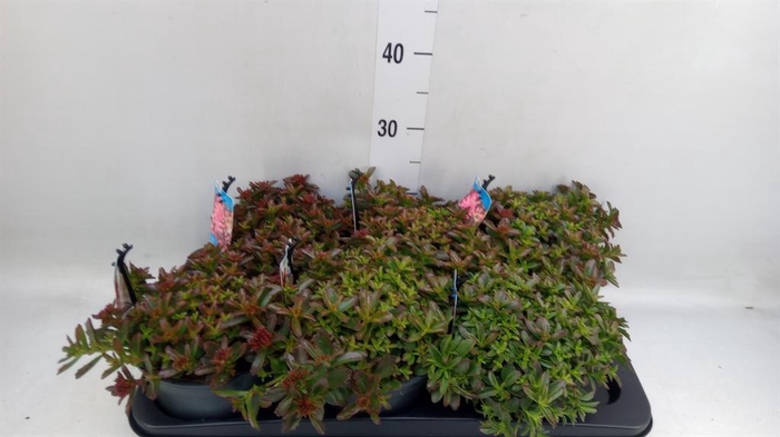 <h4>Sedum spurium</h4>