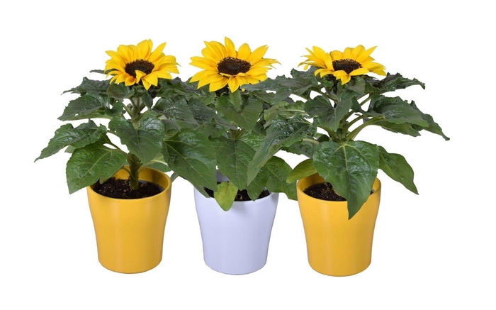 <h4>HELI SUNSATION</h4>