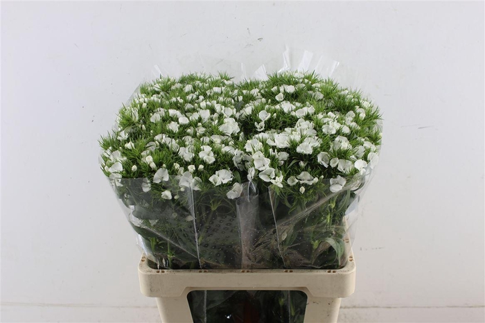 <h4>Di Barb White</h4>