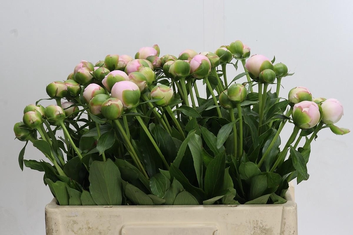 <h4>Paeonia Alertie</h4>