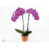 PHAL AN MEMPHIS