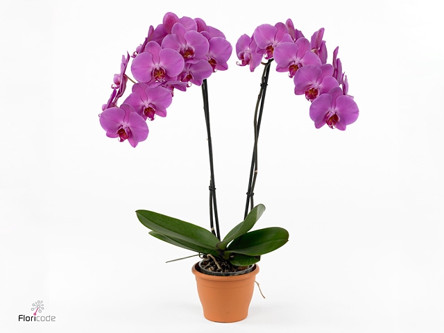 PHAL AN MEMPHIS
