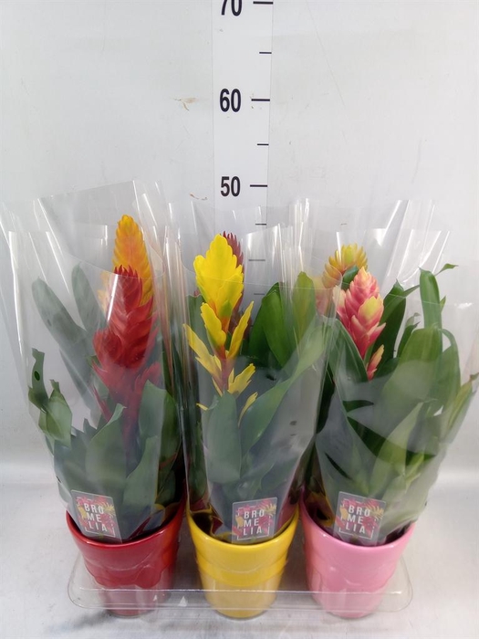 <h4>Vriesea   ...mix 6</h4>