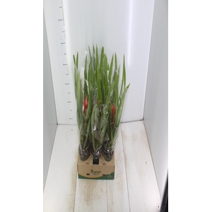 BROMELIA VARIADA P12